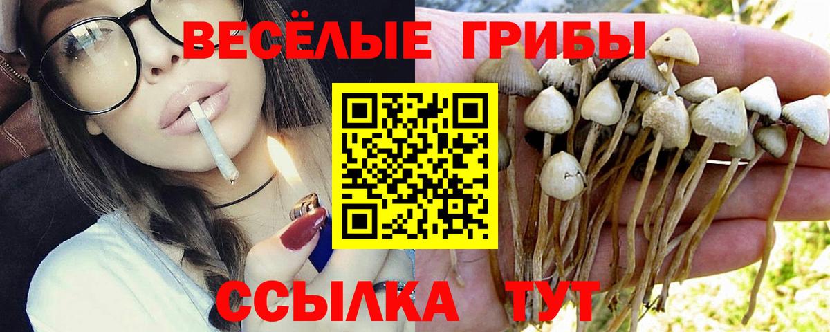 Полевской  Псилоцибиновые грибы Psilocybe  Псилоцибиновые грибы прущие грибы  Вход с VPN 